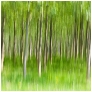 slides/Woodland Art.jpg poplar trees west sussex leaves abstract painterly image leaves wisborough green limited edition landscape panoramic Woodland Art